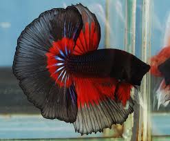 He is in a three gallon tank that has a filter and light. Betta Colors Color Red And Black Pet Fish Betta Fish Betta