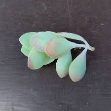 Image result for Kalanchoe rotundifolia