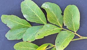Image result for Schotia brachypetala