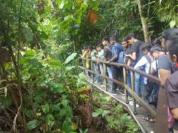 Walking In The Woods At Macritchie Reservoir Walk In The Woods Reservoir Biodiversity