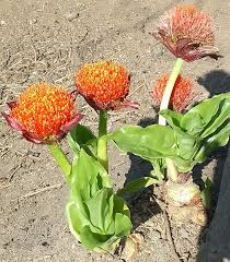 Image result for Scadoxus puniceus