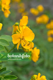 Image result for Senna floribunda