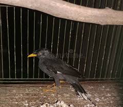 Buffalo Starlings Stock Photos