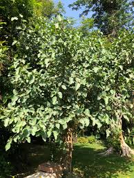 Image result for Ficus sycomorus