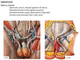 The pubic area of females is loca. Groin Anatomy Female Anatomy Drawing Diagram