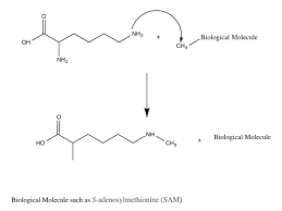 Here is brief of the topology i have and will be. Protein Metabolism Wikipedia