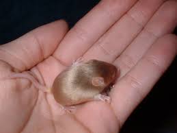 Fancy Pet Micepetsbunch Com Petsbunch Com Fancy Mouse Pet Mice Pets