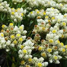 Anaphalis Javanica Edelweiss Flower Mountain Floral Nature Instaphoto Photooftheday Flowerslovers Floweroftheday Flowerstag Flowers Beautiful Floral