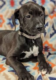 Great dane puppies and dogs in colorado cities. Flipboard Green Shamrock Puppy Born In Litter Of Great Danes Cute766