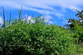 Image result for Geranium mlanjense