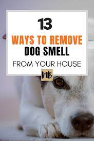 13 Ways To Remove The Dog Smell From Your House Dog Smells Dog Odor Remover Dog Odor Eliminator