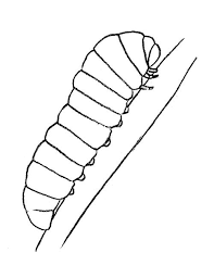 In this fun 2 draw video she shows you how to draw a cute cartoon caterpillar step by step. How To Draw Caterpillar Picture Drawing For Kids