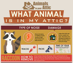 What Animals Are In My Attic An Identification Guide Attic Strange Noises Baby Raccoon
