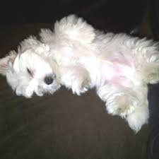 My Coton De Tulear Coton De Tulear Dogs Cute Dog Collars Dog Breeds Little