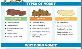 My Dog Has Diarrhea And Vomiting Yellow Best Reviews