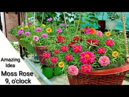 How to grow roses in peat moss. Portulaca Plant With Moss Rose Plant Grafting Flower Hybrid Mixed Colour Green Gardening Litetube