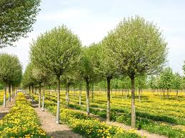 Steppenkirsche Globosa Prunus Fruticosa Globosa Blauglockenbaum Zierapfel Ziergeholze