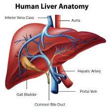 Anatomically, the liver is a meaty organ that consists of two large sections called the right and the left lobe. The Silent Epidemic Of Liver Disease Life Extension Liver Anatomy Human Liver Anatomy Human Liver