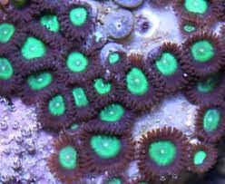 Ultra Bright Mint Choc Chip Zoa Zoas Frag On Disc Coral Marine Tank Stock Marine Tank Coral Tropical Fish