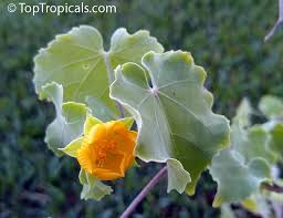 Image result for Abutilon indicum