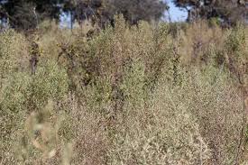 Image result for Pechuel-Loeschea leubnitziae