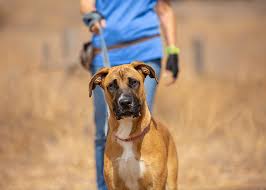 Read incredible stories of pet adoption and how the love of a pet changed the lives of the. Escondido Campus San Diego Humane Society