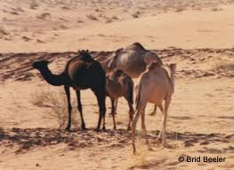This gratuity is directly distributed to the members of staff who served you. Camping With Camels My Introduction To The Kingdom Part Ii