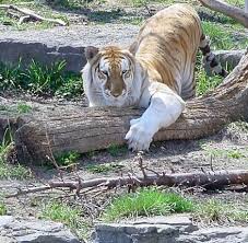 A golden tiger, golden tabby tiger or strawberry tiger is a tiger with a color variation caused by a recessive gene. Golden Tabby Tiger Info