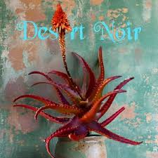 Image result for Aloe cameronii