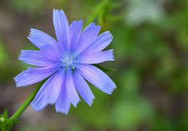 10 wild weeds and greens to eat. Pretty Wildflowers You Can Eat The English Garden