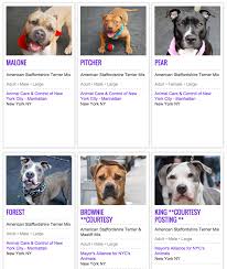 Maybe you would like to learn more about one of these? Why Are There So Many Pit Bulls In Shelters Barkpost