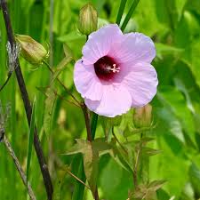 Image result for Hibiscus lobatus