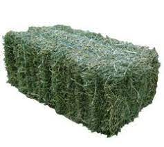 Lucerne Hay Bales For Sale - Shop Online Or Sydney Store Hay Bales For Sale Lucerne Hay Alfalfa Hay