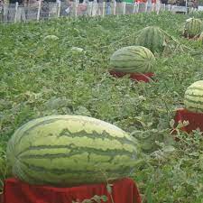 Giant Watermelon Fruit Seeds In 2021 Watermelon Seeds Fruit Seeds Banana Seeds
