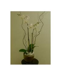 We did not find results for: Elegant White Orchids In Atlanta Ga Eneni S Garden Ltd