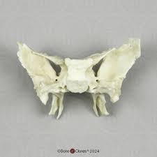 Image result for Sphenoid Bone