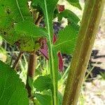 Image result for Dipsacus pinnatifidus