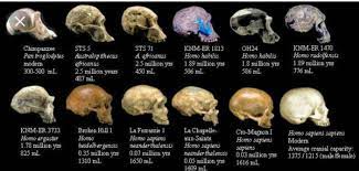 Some More Hominin Skulls Lewis Research Unit Human Evolution Fossils Hominid