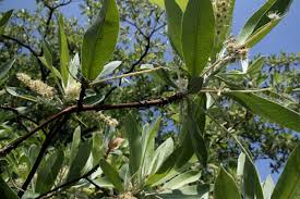 Image result for Terminalia sericea