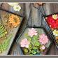 Make a Pressed Flower Frame at The Barrel Room on...