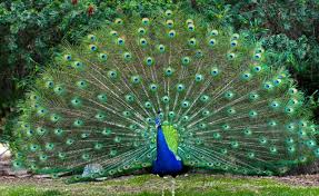 With thousands more domesticated and wild animal lists planned, our goal is to become the most comprehensive and thoroughly researched animal resource on the planet. Local Guides Connect What Are The National Symbols Of Your Country Page 2 Local Guides Connect