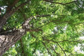 Pin On Storm Tree Removal Fairfax Va