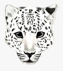 Amur Leopard Drawing Easy Drawing Of Snow Leopard Hd Png Download Kindpng
