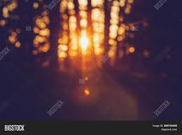 Negative contrast polarity (dark mode) denotes the combination of light (e.g., white) text on dark (e.g., black) background. Sunset Pine Forest Image Photo Free Trial Bigstock