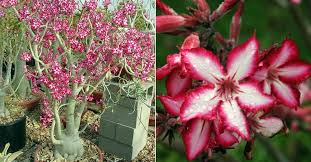 Image result for Adenium multiflorum