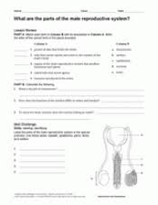 Some of the worksheets for this concept are human female reproductive system cloze work, male and female reproductive body parts, students work docs, grades 6 to 8 human body series female reproductive system, reproductive system day 2, human reproductive system, name femalereproductivesystem, anatomy physiology. What Are The Parts Of The Male Reproductive System Human Body Printable 6th 12th Grade Teachervision