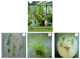 Appropriate for most cell types, including primary cultures. Plant Tissue Culture Current Status And Opportunities Intechopen