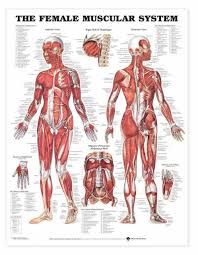 Torso model with male or female organs inner structure. Anatomy Chart Female Muscular System