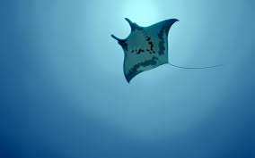 We did not find results for: Fondos De Pantalla Ilustracion Pescado Azul Submarino Mantarraya Biologia Nadar Captura De Pantalla Papel Pintado De La Computadora Pescado De Mar Profundo Pescado Cartilaginoso 2560x1600 Wallhaven 635057 Fondos De Pantalla Wallhere