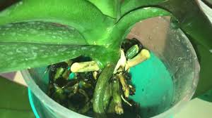 Orkide yeni dal çıkarma döneminde bilmemiz gerekenler /ebrunun denizi sohbet canlı yayını. Orkidelerim Hizla Cicekleniyor Orkide Dal Gelisimi Youtube